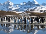 Discovery and BBC's Frozen Planet