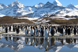 Discovery and BBC's Frozen Planet Discovery and BBC's Frozen Planet