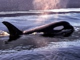 The Whale movie