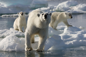 Frozen Planet Frozen Planet