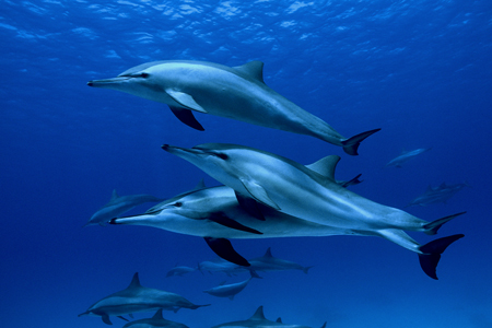 Oceans Oceans
