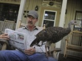 My Life as a Turkey