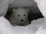 Polar bear