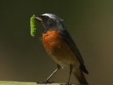 Secret Life of Birds
