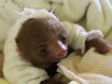 First look: Animal Planet's "Too Cute! Baby Sloths"