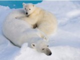 To the Arctic