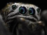 Super Spider