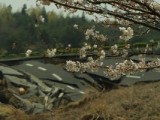 Tsunami and the Cherry Blossom