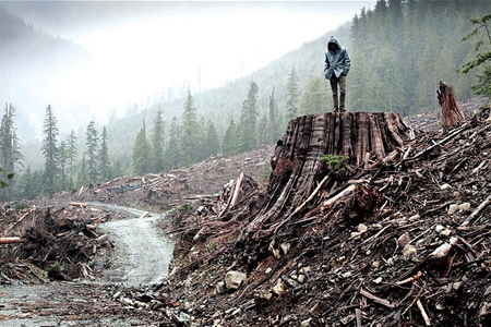 If a Tree Falls If a Tree Falls