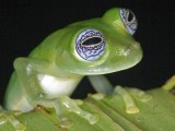 Frogs - The Thin Green Line