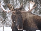 wild alaska