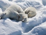 To the Arctic 3D