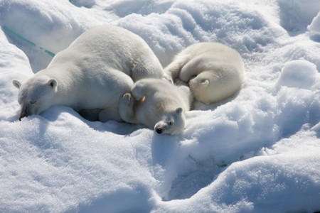 To the Arctic 3D To the Arctic 3D