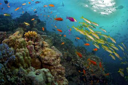 Great Barrier Reef (Animal Planet/BBC/James Brickell) Great Barrier Reef (Animal Planet/BBC/James Brickell)