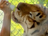 American Tiger