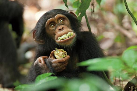 Disneynature's "Chimpanzee"