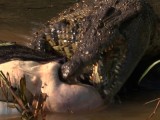 predator coast