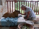 THE WORLD'S BIGGEST PETS