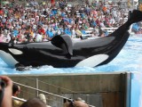 MIPTV '13: Exclusive clip from "Blackfish"