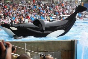 Blackfish
