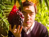 The Fruit Hunters