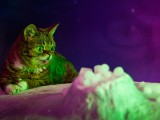 Lil Bub and Friendz