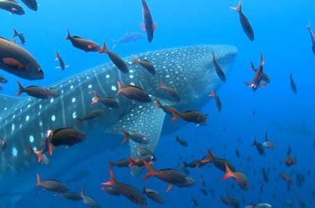Wild Deep
