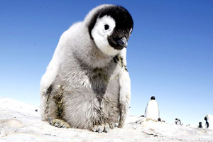 penguins: spy in the huddle