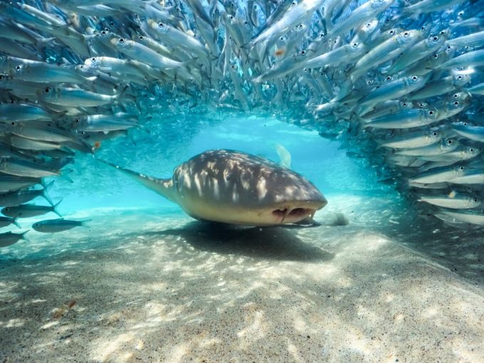 Coming soon: “Blue Planet III” sets U.S. debut; Prime slates Sam Bankman-Fried docuseries